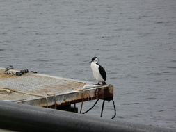 Image of Black-faced Cormorant