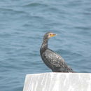 Image of <i>Phalacrocorax coronatus</i>