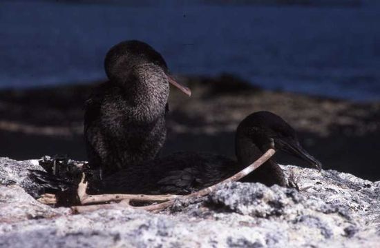 Plancia ëd Phalacrocorax harrisi Rothschild 1898