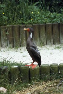 Image of Red-legged Cormorant