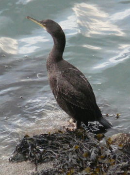 Plancia ëd Phalacrocorax aristotelis (Linnaeus 1761)