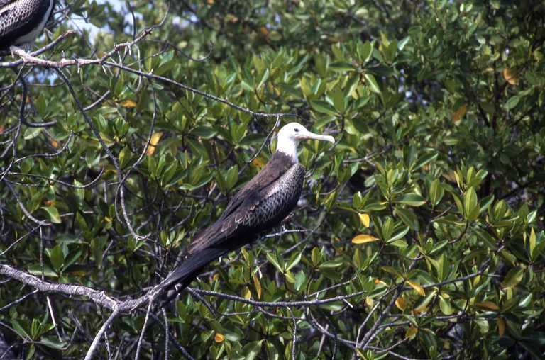 Image of Magnificent Frigatebird