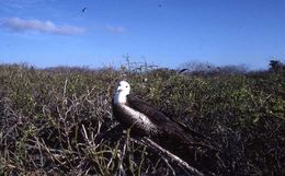 Image of Magnificent Frigatebird