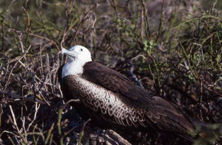 Image of Magnificent Frigatebird