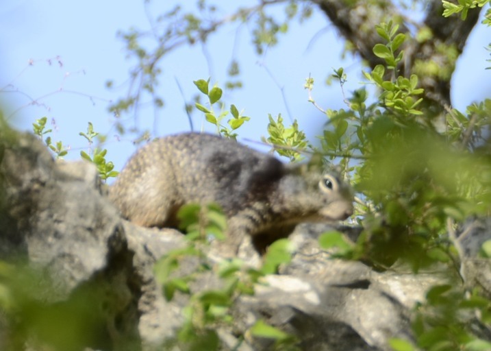 Image of rock squirrel