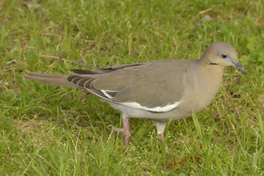 Image of White-winged Dove