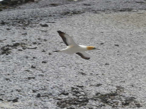 Image of Cape Gannet