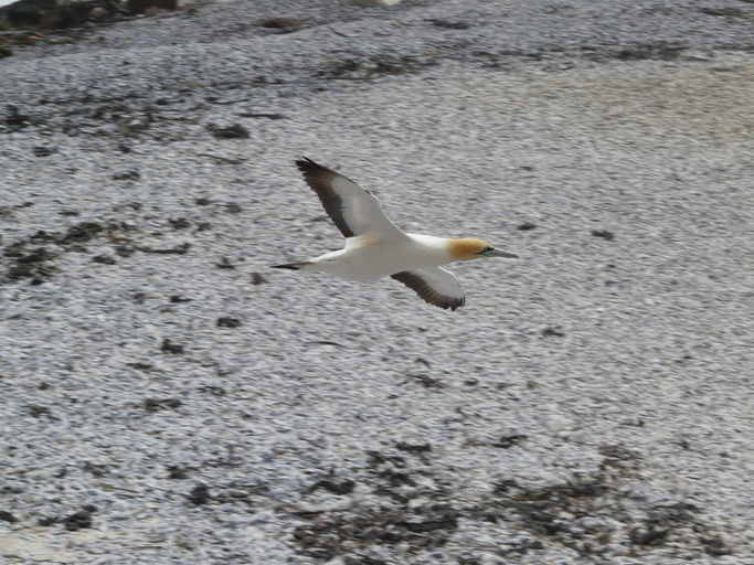 Image of Cape Gannet