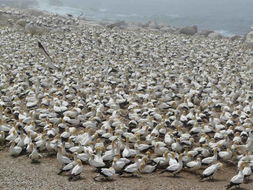 Image of Cape Gannet