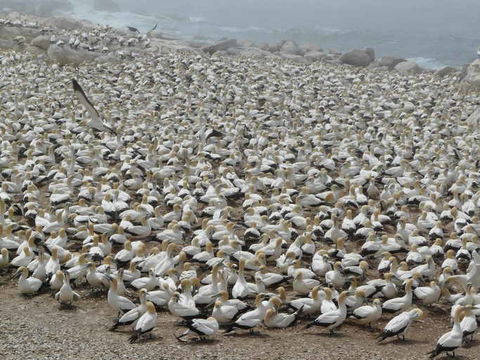 Image of Cape Gannet