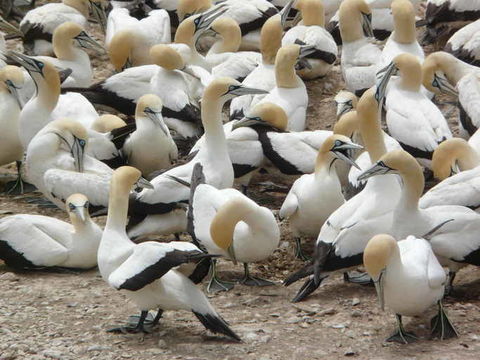 Image of Cape Gannet