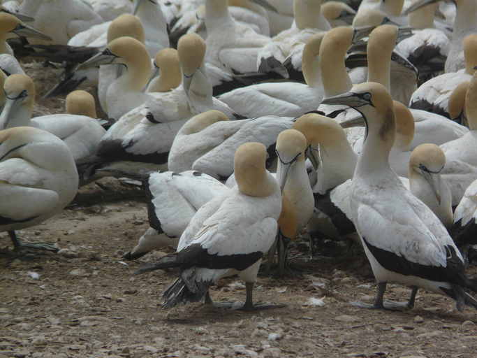 Image of Cape Gannet