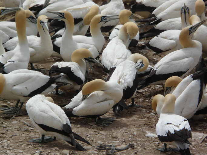 Image of Cape Gannet