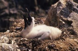 Image of Gannet