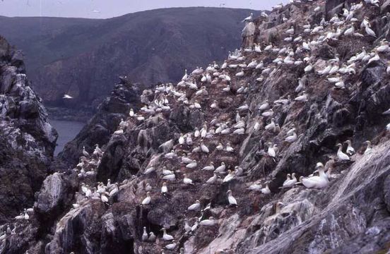 Image of Gannet