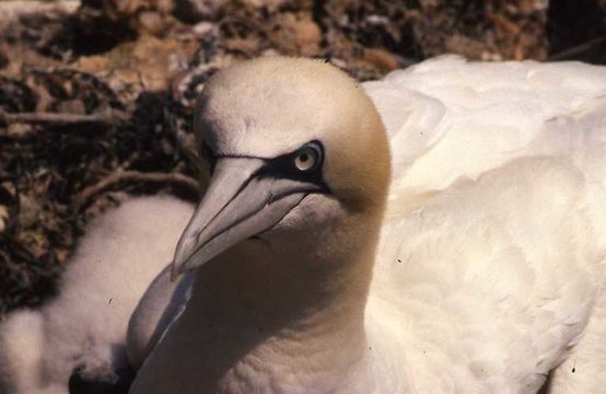 Image of Gannet