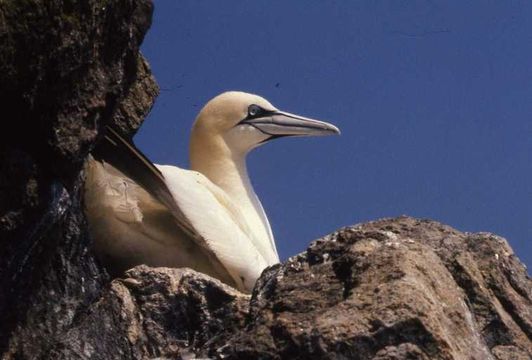 Image of Gannet