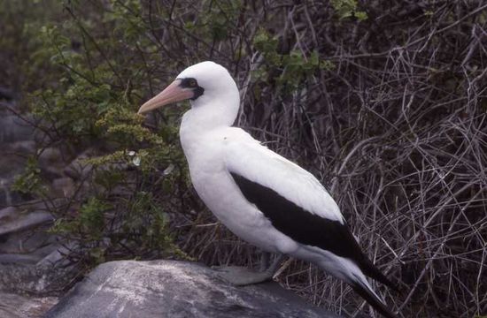 Sivun galapagosinnaamiosuula kuva