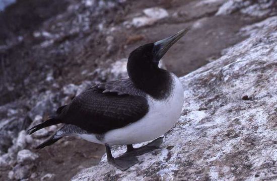 Image of Nazca Booby