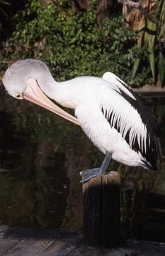 Image of Australian Pelican