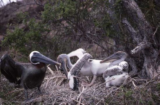 Image of Pelecanus occidentalis urinator Wetmore 1945