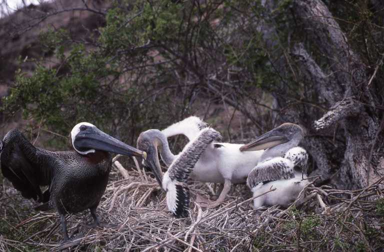 Image of Pelecanus occidentalis urinator Wetmore 1945