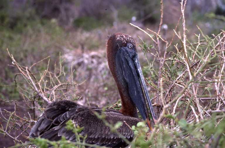 Image of Pelecanus occidentalis urinator Wetmore 1945