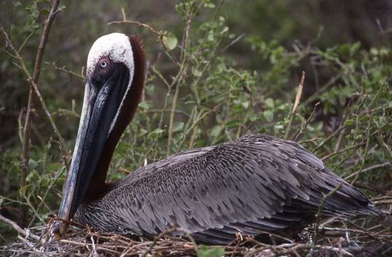 Image of Pelecanus occidentalis urinator Wetmore 1945