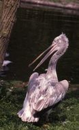 Image of Dalmatian Pelican