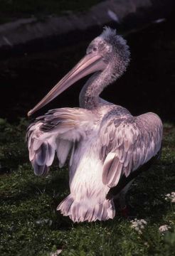 Image of Dalmatian Pelican