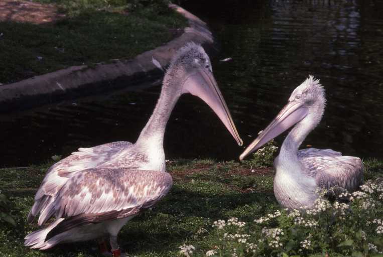 Image of Dalmatian Pelican