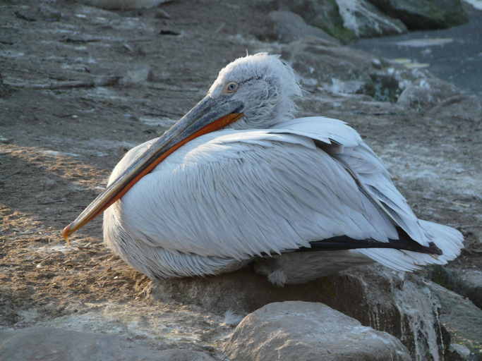 Image of Dalmatian Pelican