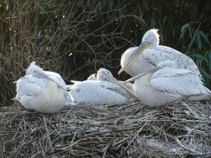 Image of Dalmatian Pelican