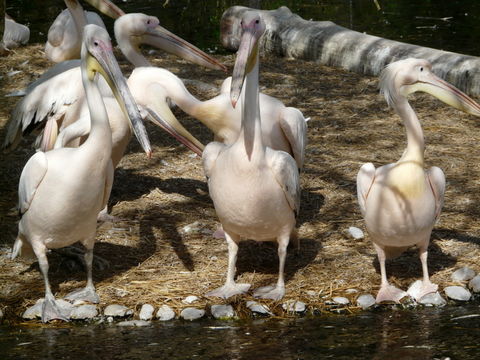 Image of Great White Pelican