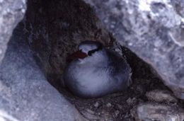 Image of Red-billed Tropicbird