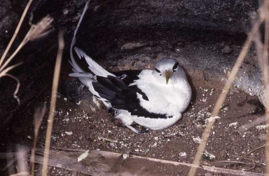 Image of White-tailed Tropicbird