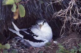 Image of White-tailed Tropicbird
