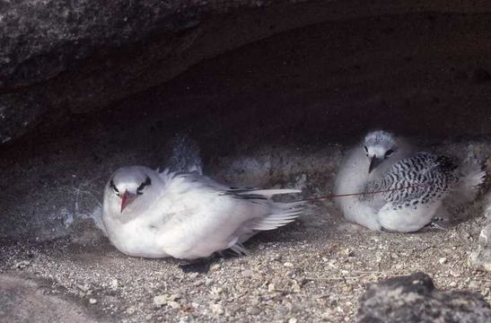 Image of Red-tailed Tropicbird