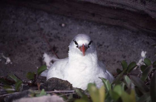 Image of Red-tailed Tropicbird