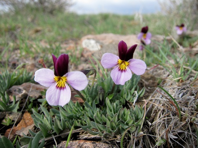 Image of Beckwith's violet