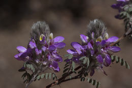 Image of oakwoods prairie clover