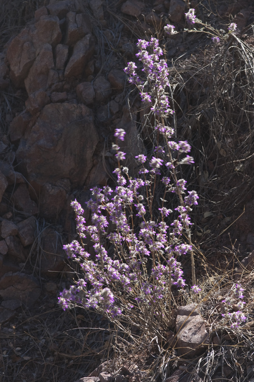 Image of oakwoods prairie clover