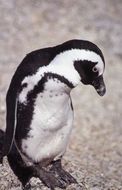 Imagem de pingüim africano