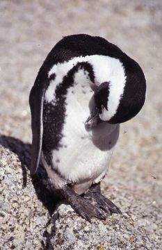 Image of African Penguin