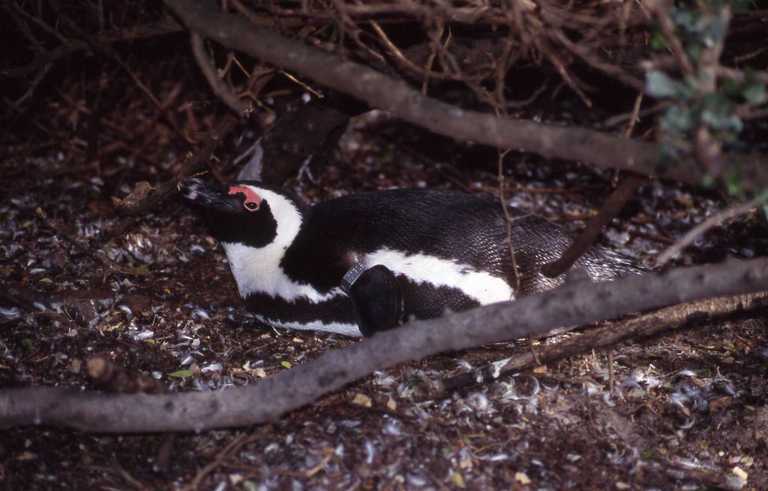 Imagem de pingüim africano