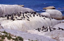 Imagem de pingüim africano