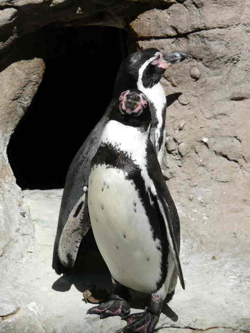 Sivun perunpingviini kuva