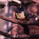 Image of Black-necked Aracari