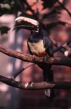 Imagem de Pteroglossus aracari (Linnaeus 1758)