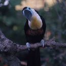 Ramphastos tucanus Linnaeus 1758 resmi